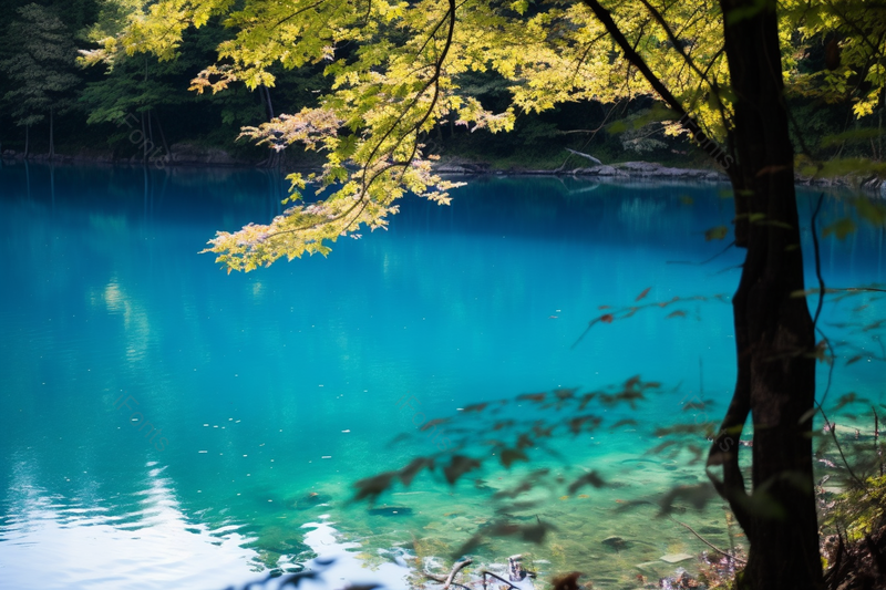 深蓝色湖面上的一棵黄色叶子树风景,高清,摄影图,摄影图片,图片大全,摄影图免费下载
